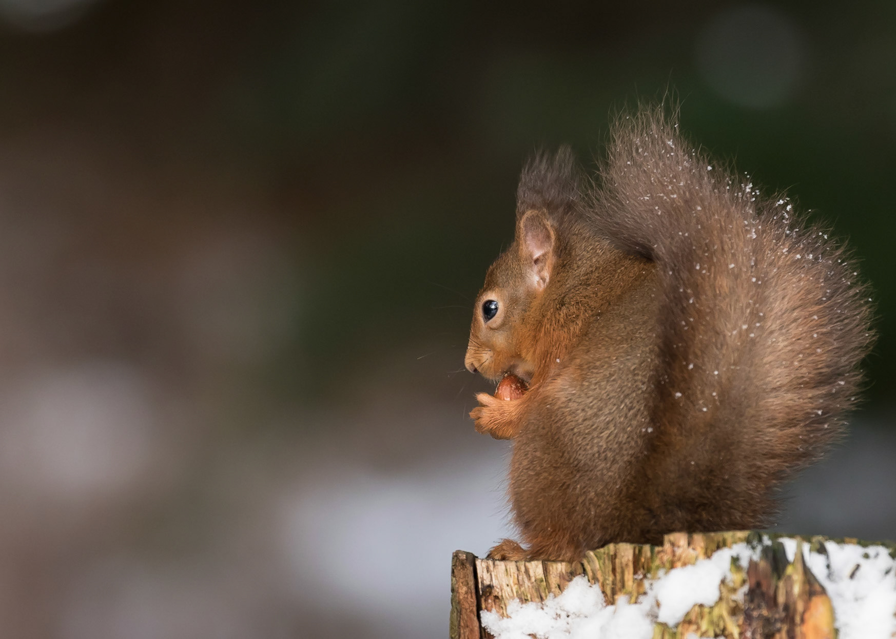 Red Squirrel