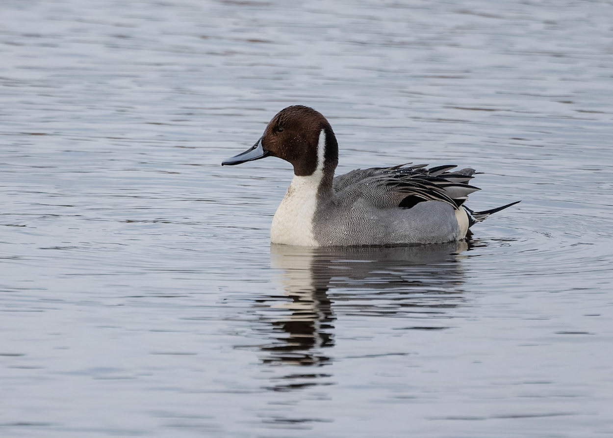 Pintail