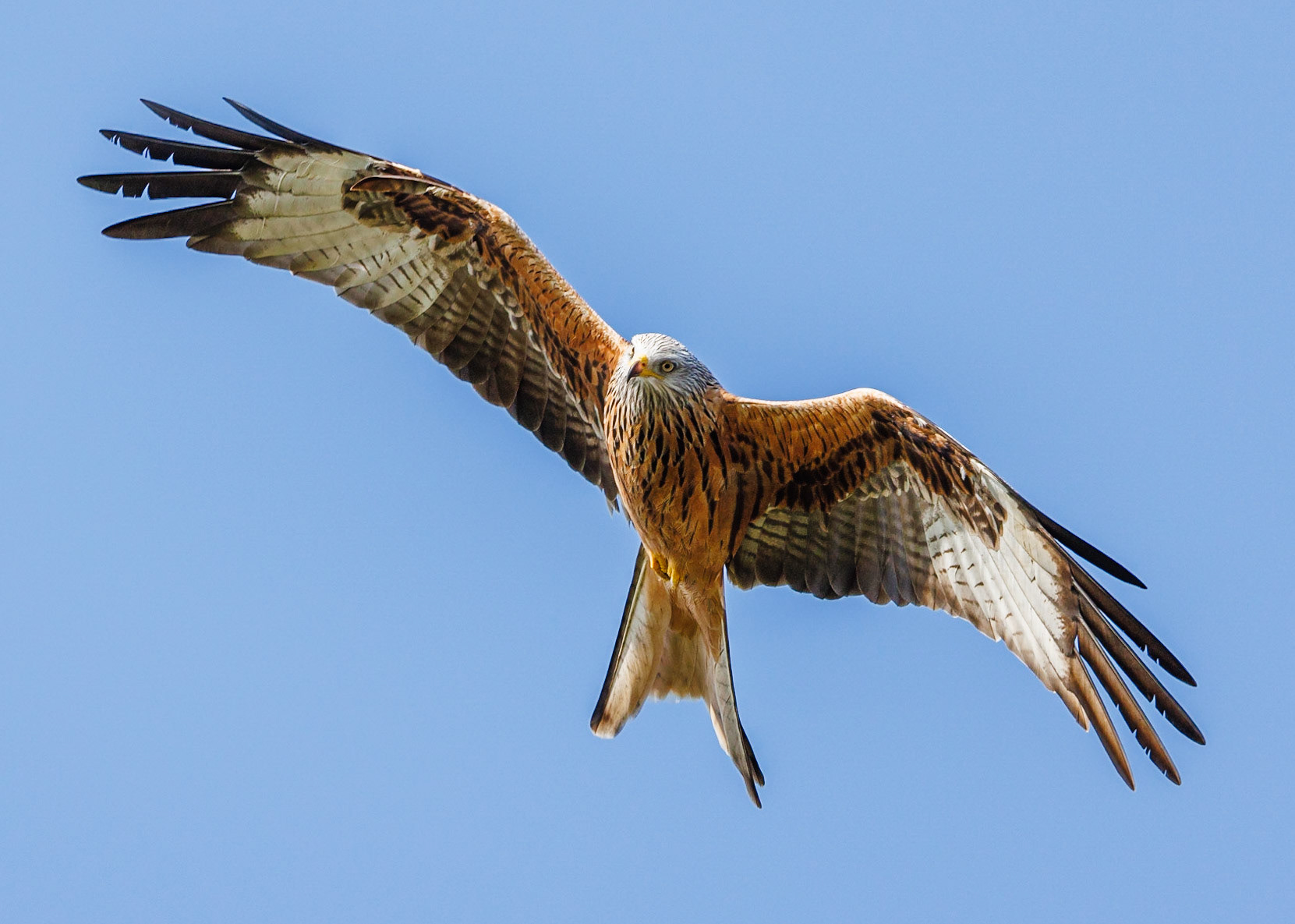 Red Kite