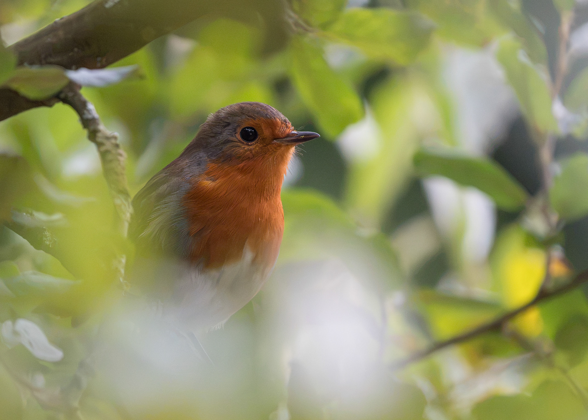 Robin