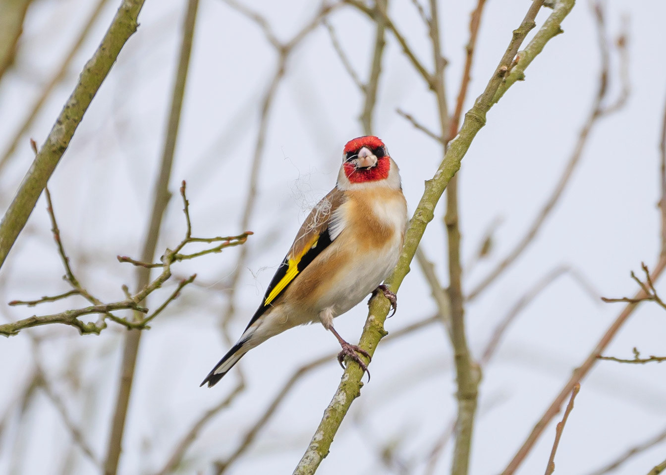 Goldfinch