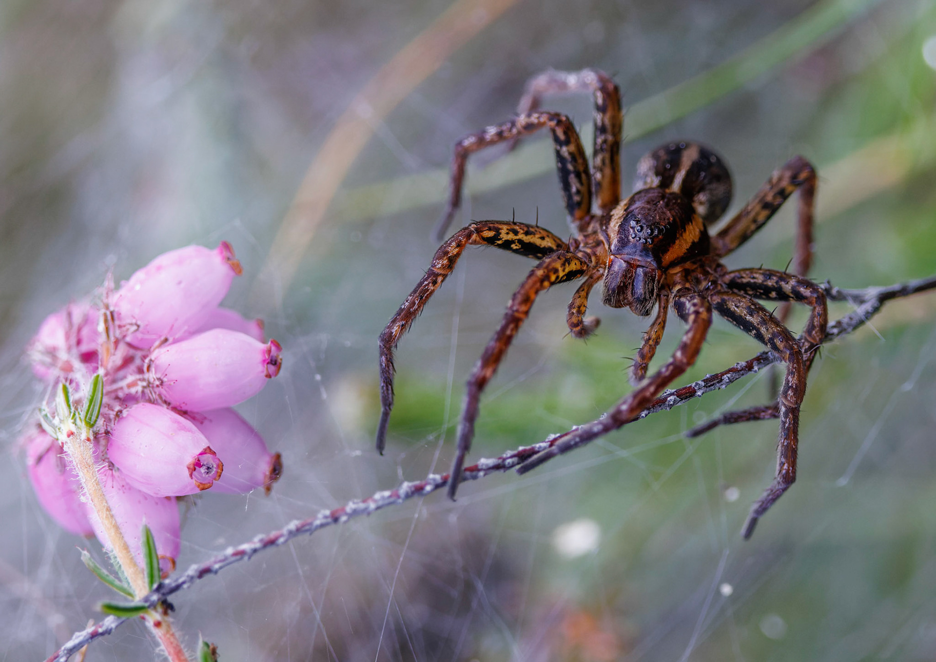 Raft Spider