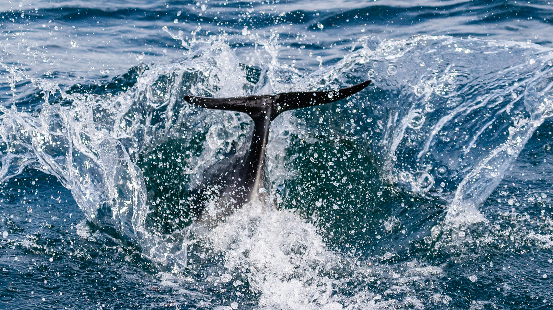 Common Dolphin