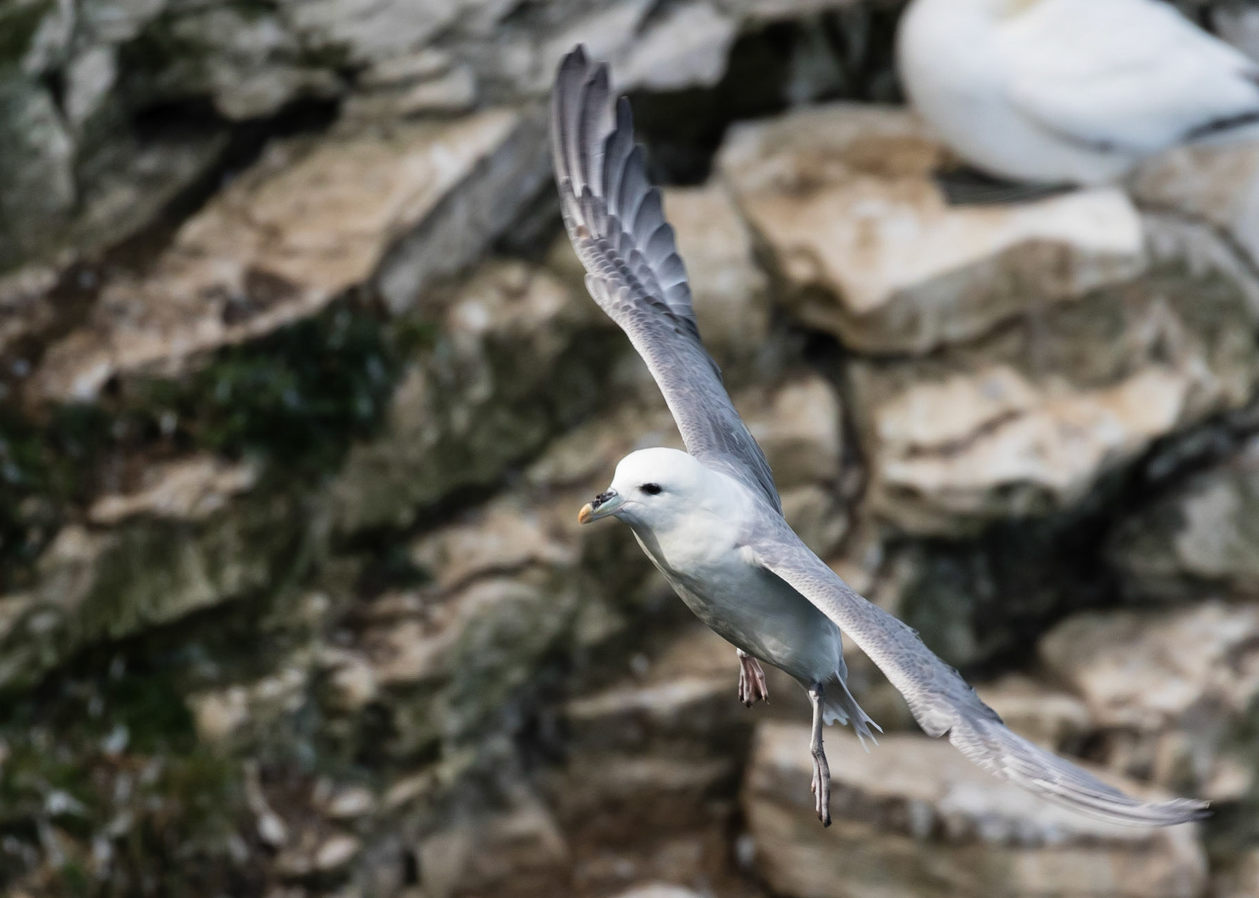 Fulmar