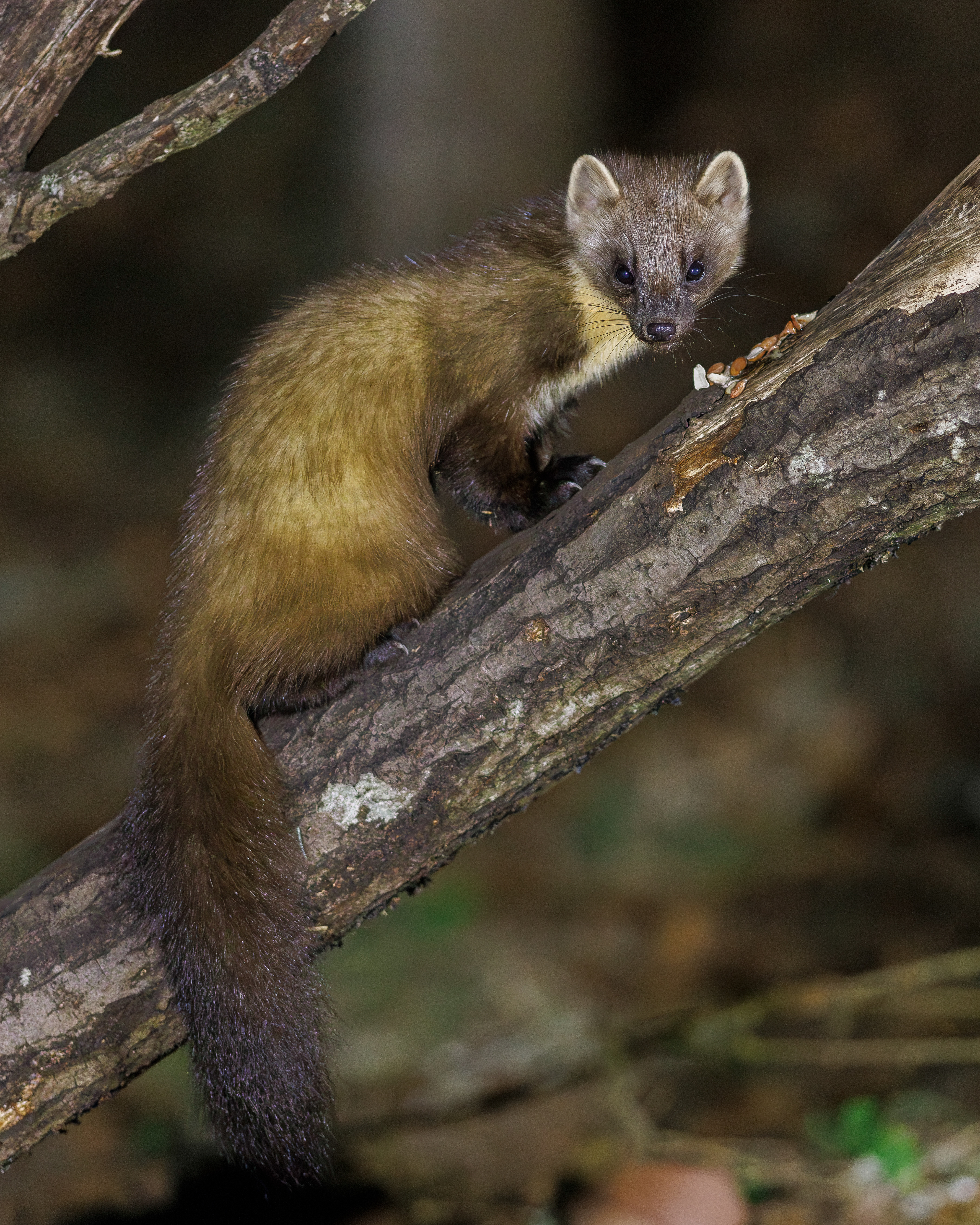 Pine Marten