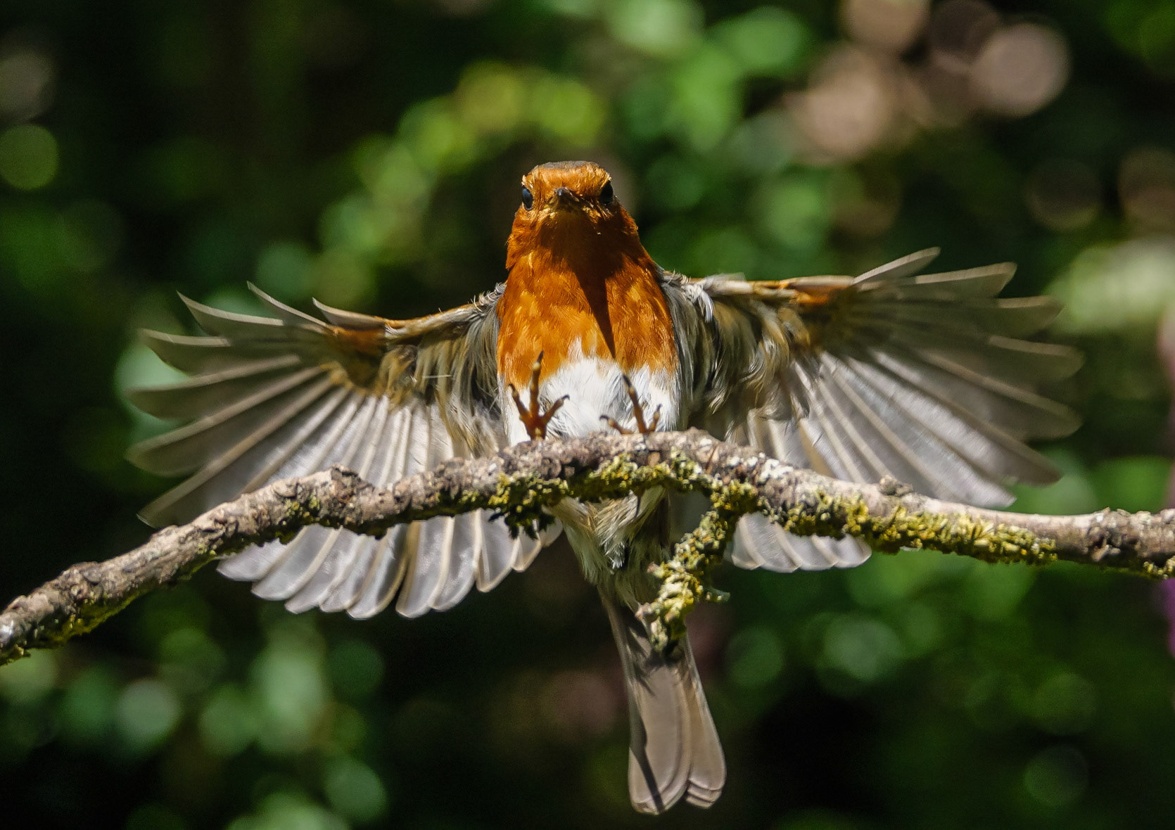 Robin