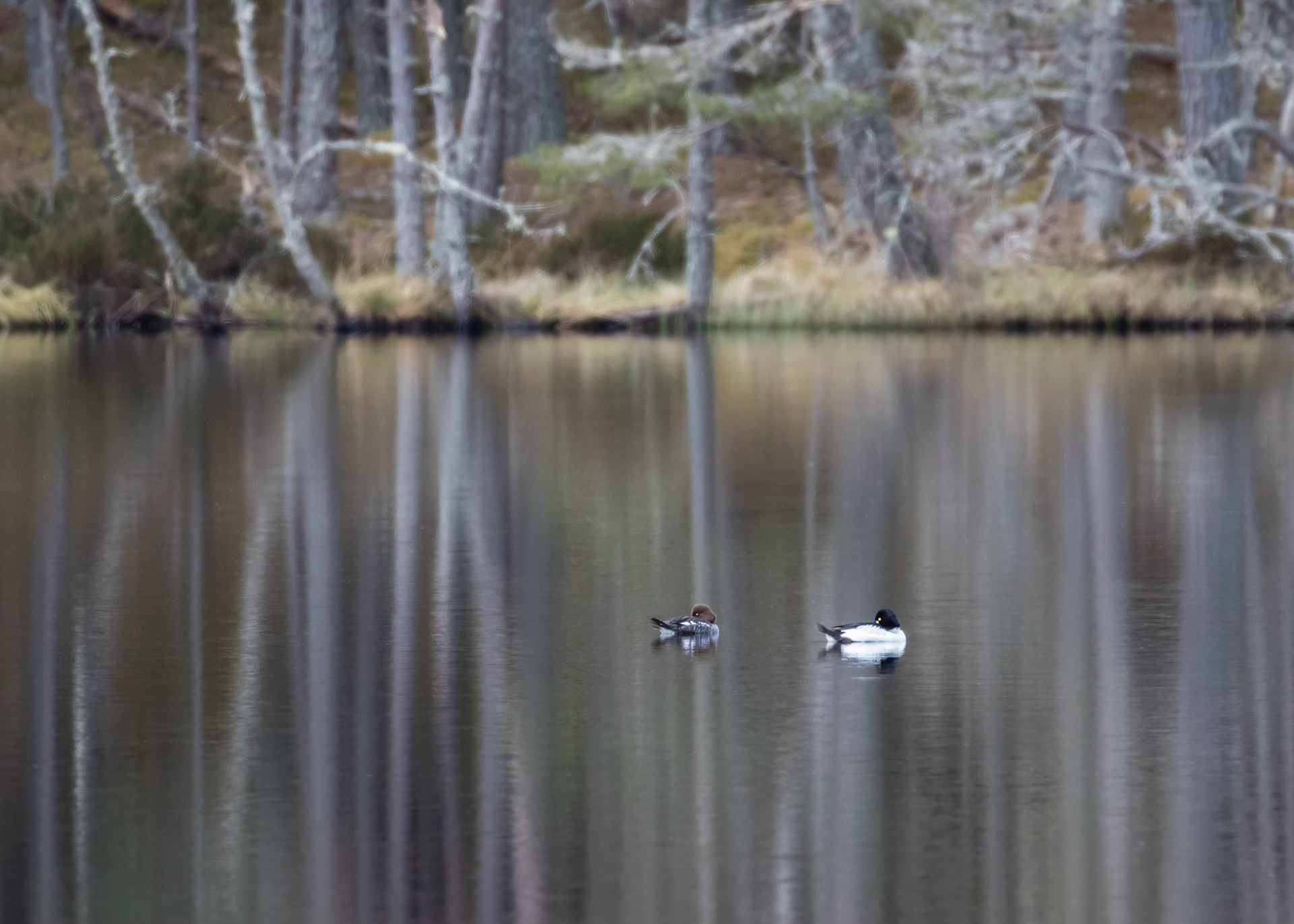 Goldeneye