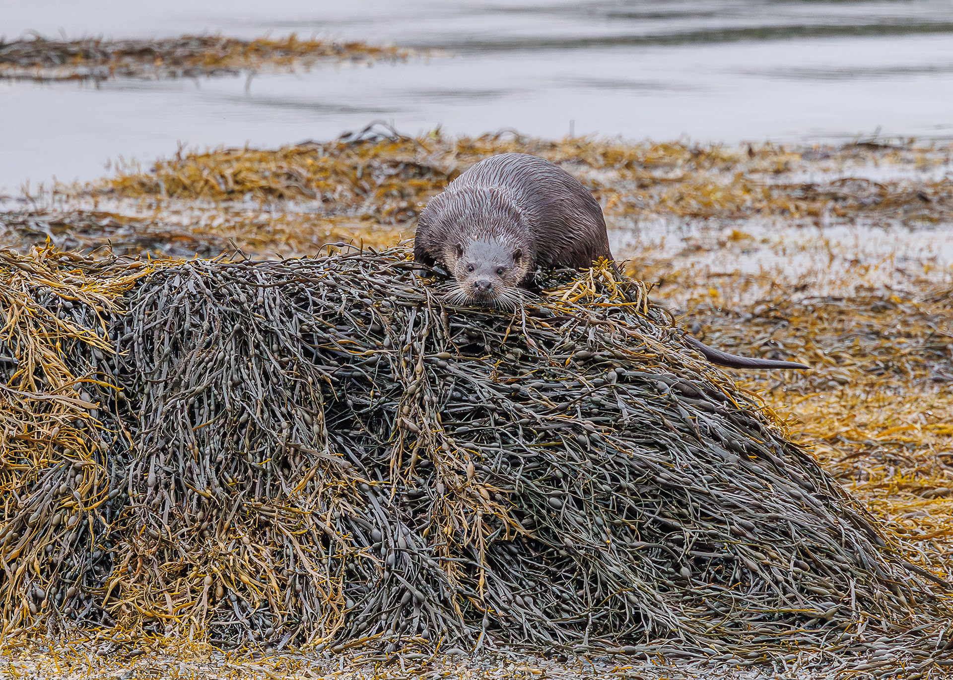 Ardnamurchan - West Highland