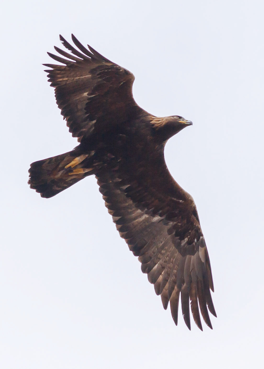 Golden Eagle