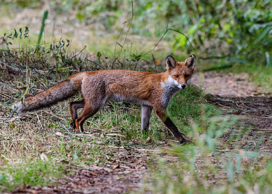 Fox