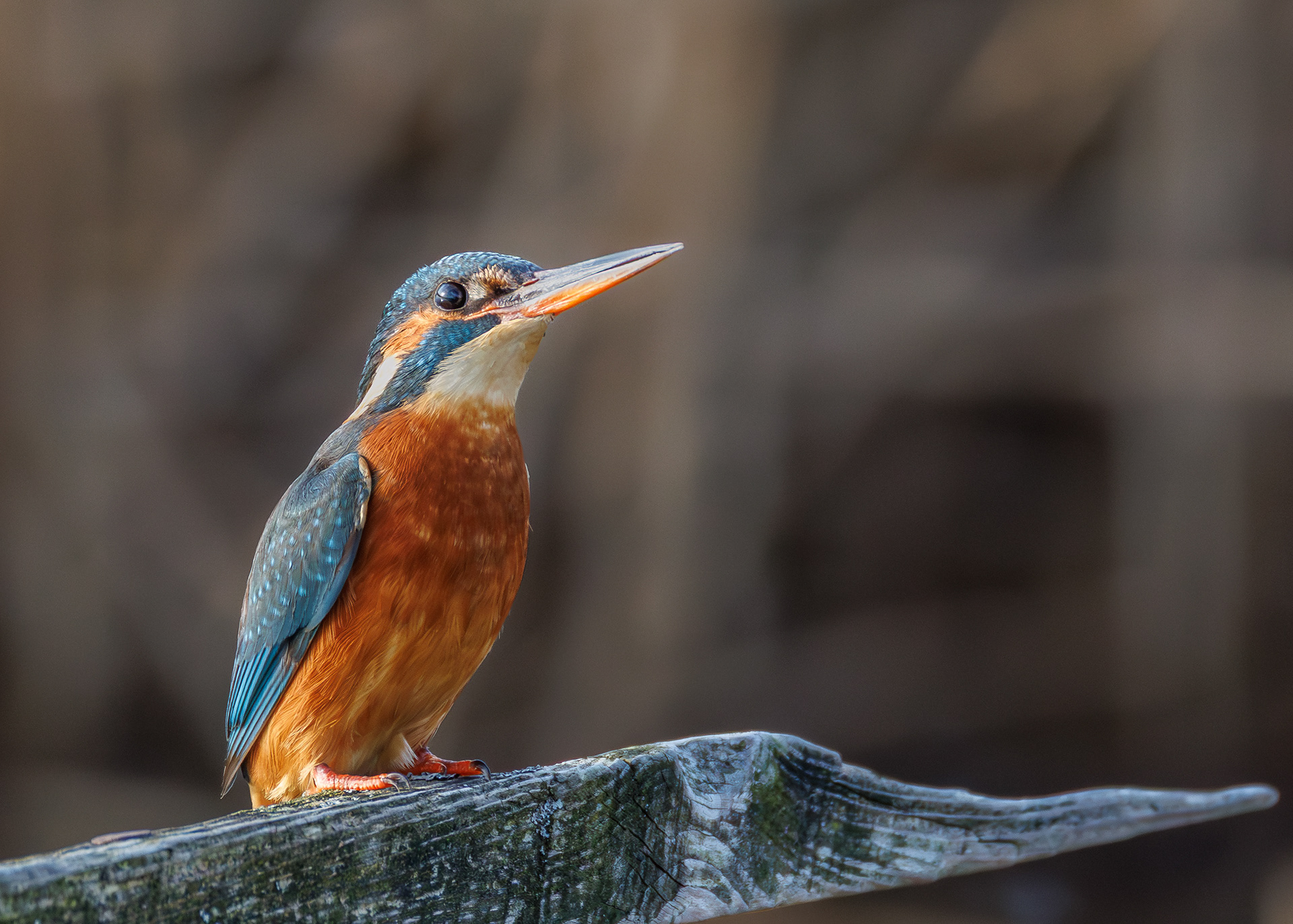 Kingfisher