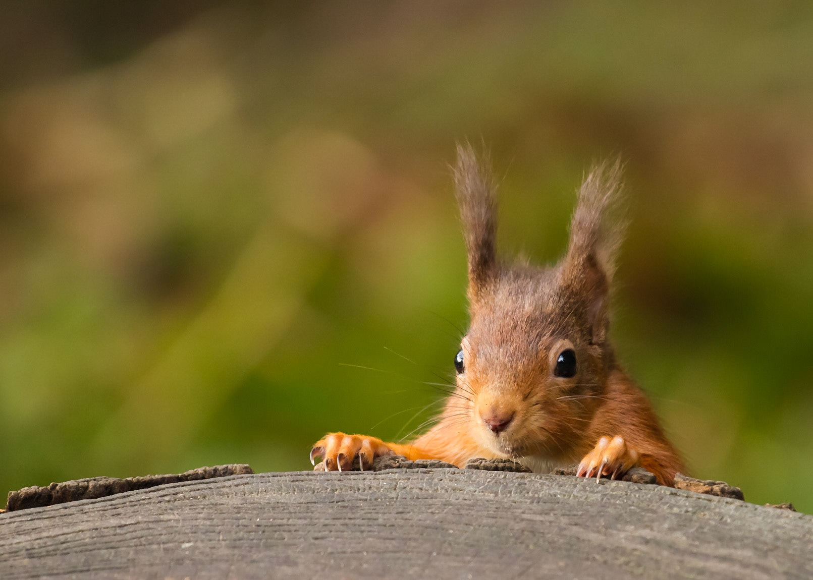 Red Squirrel