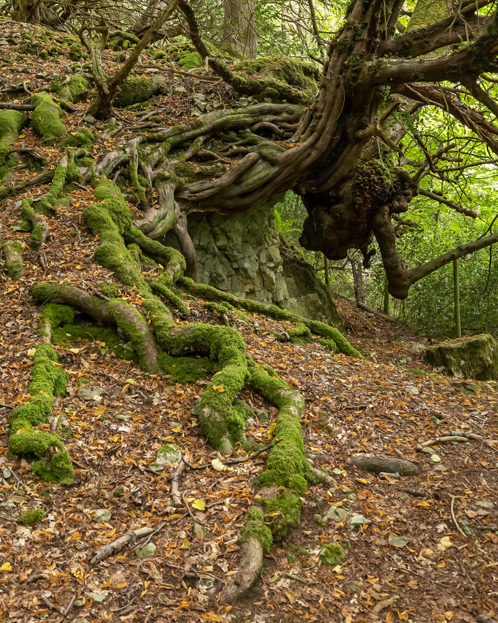 Roudsea Roots