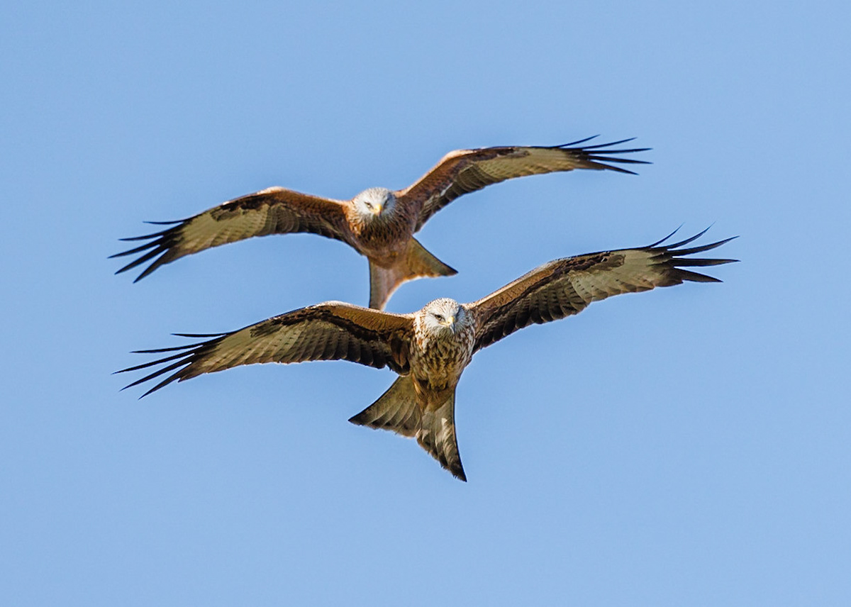 Red Kite
