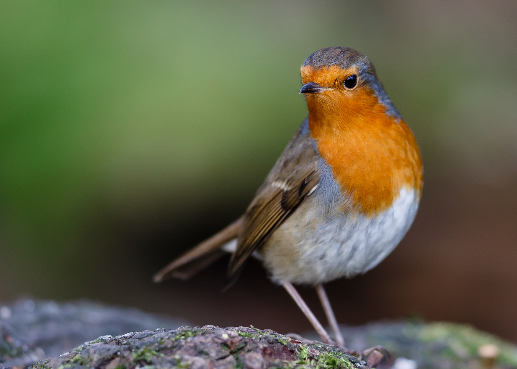 Robin