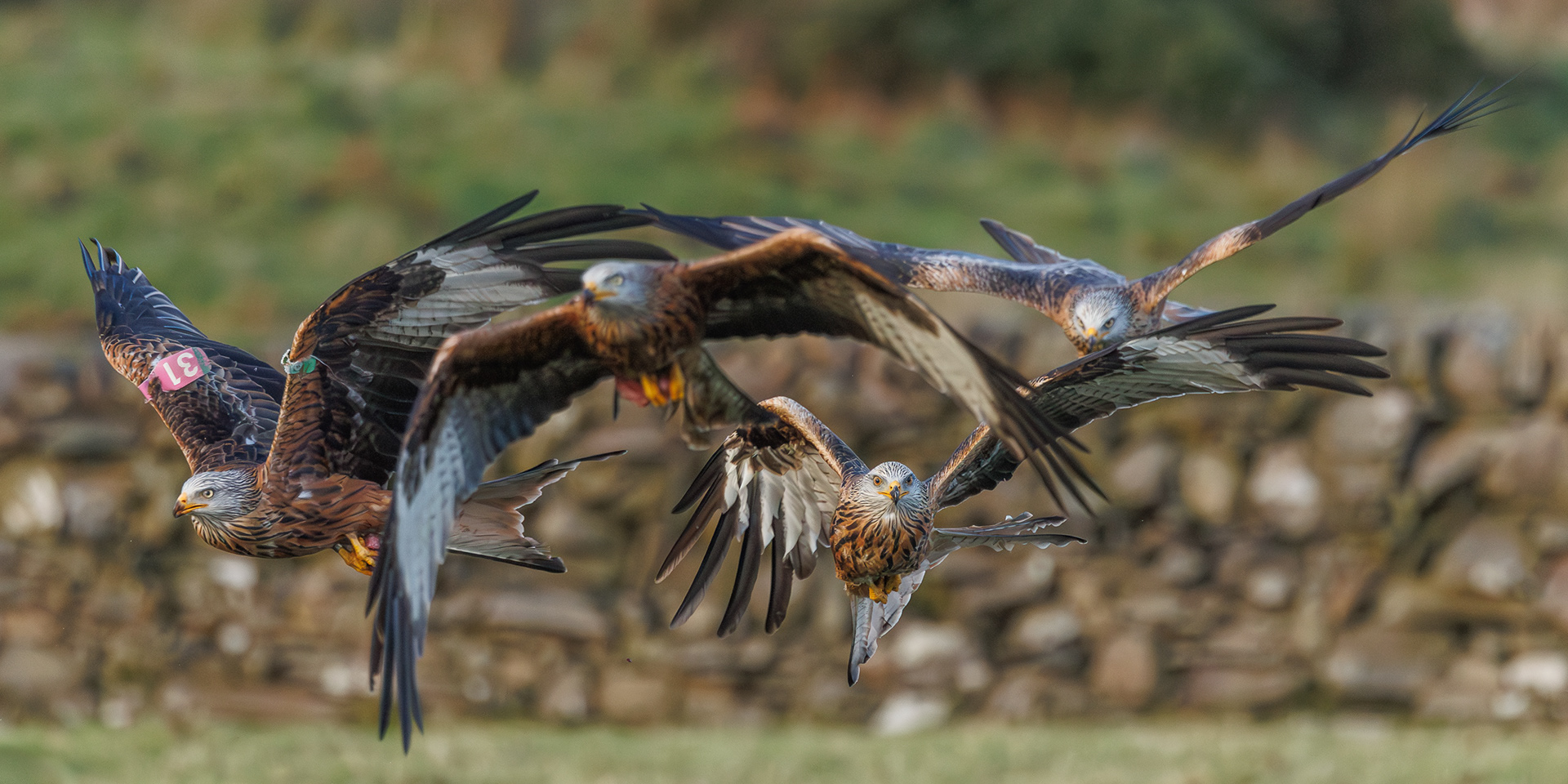 Red Kite