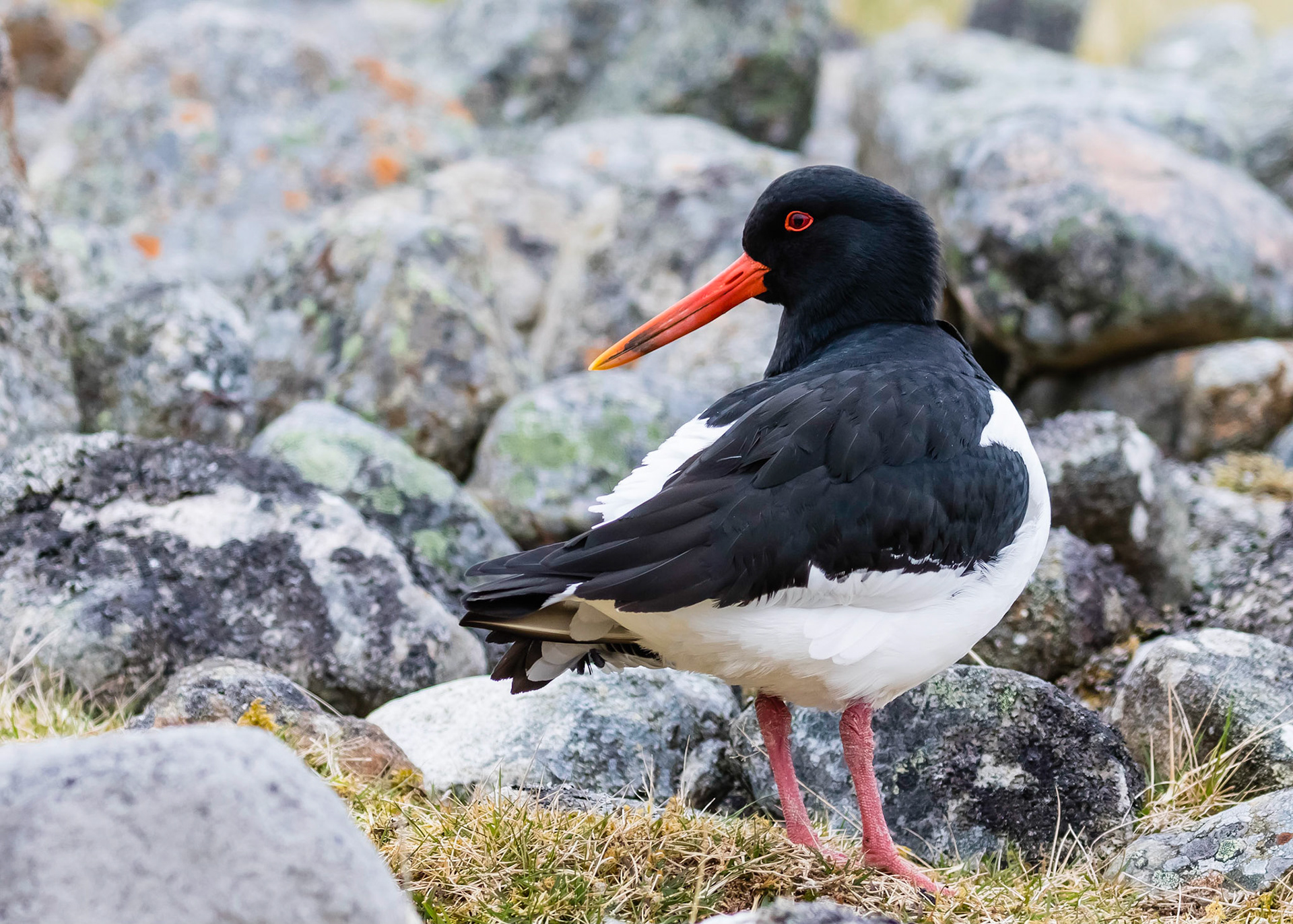 Oystercatcher