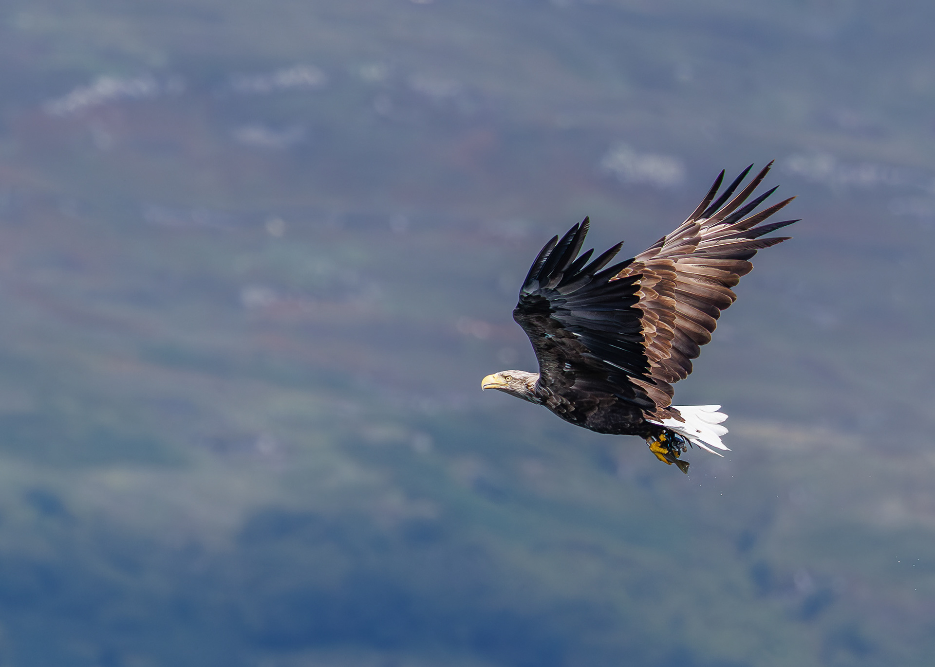 White-tailed Eagle