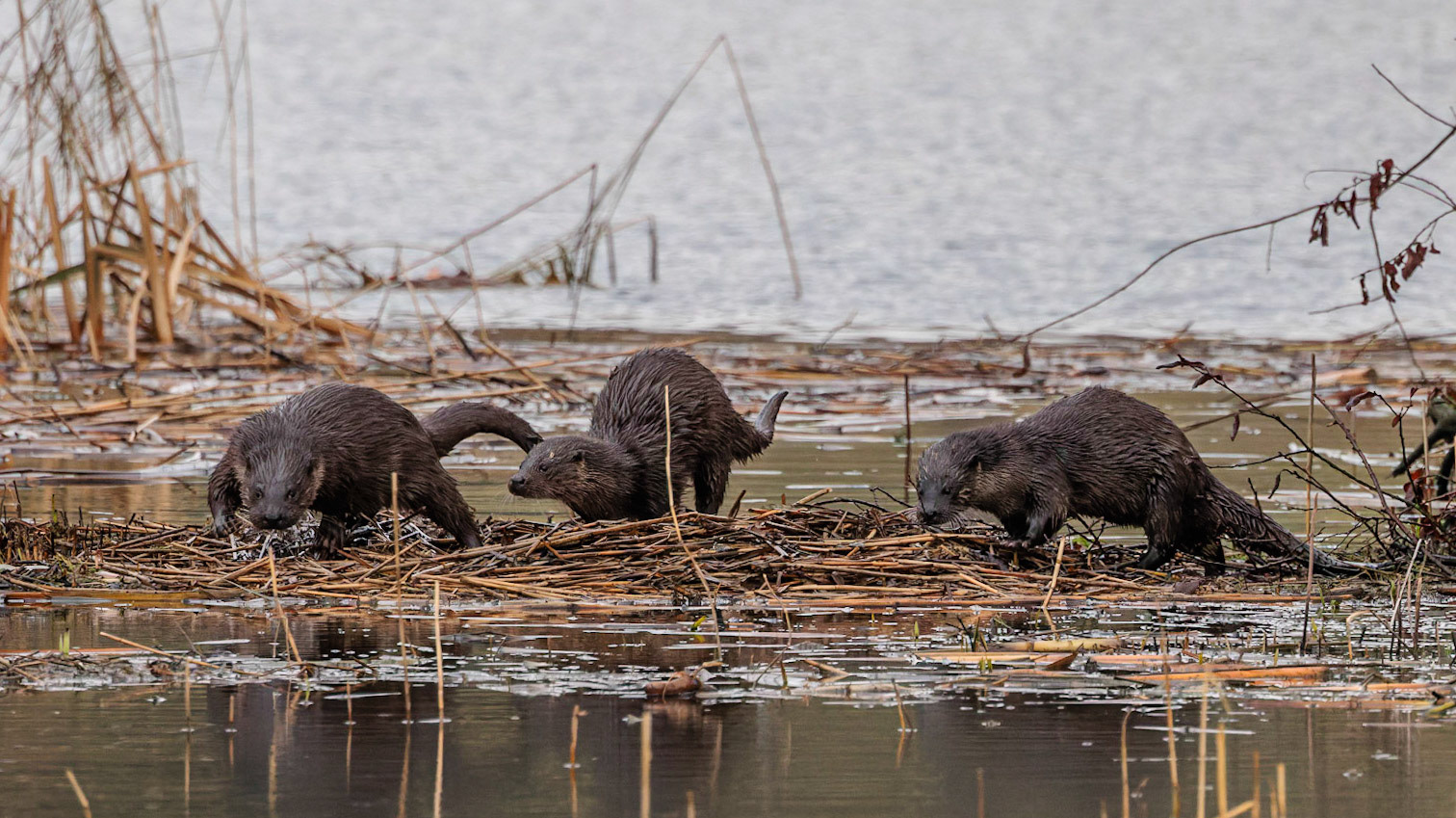 Otter