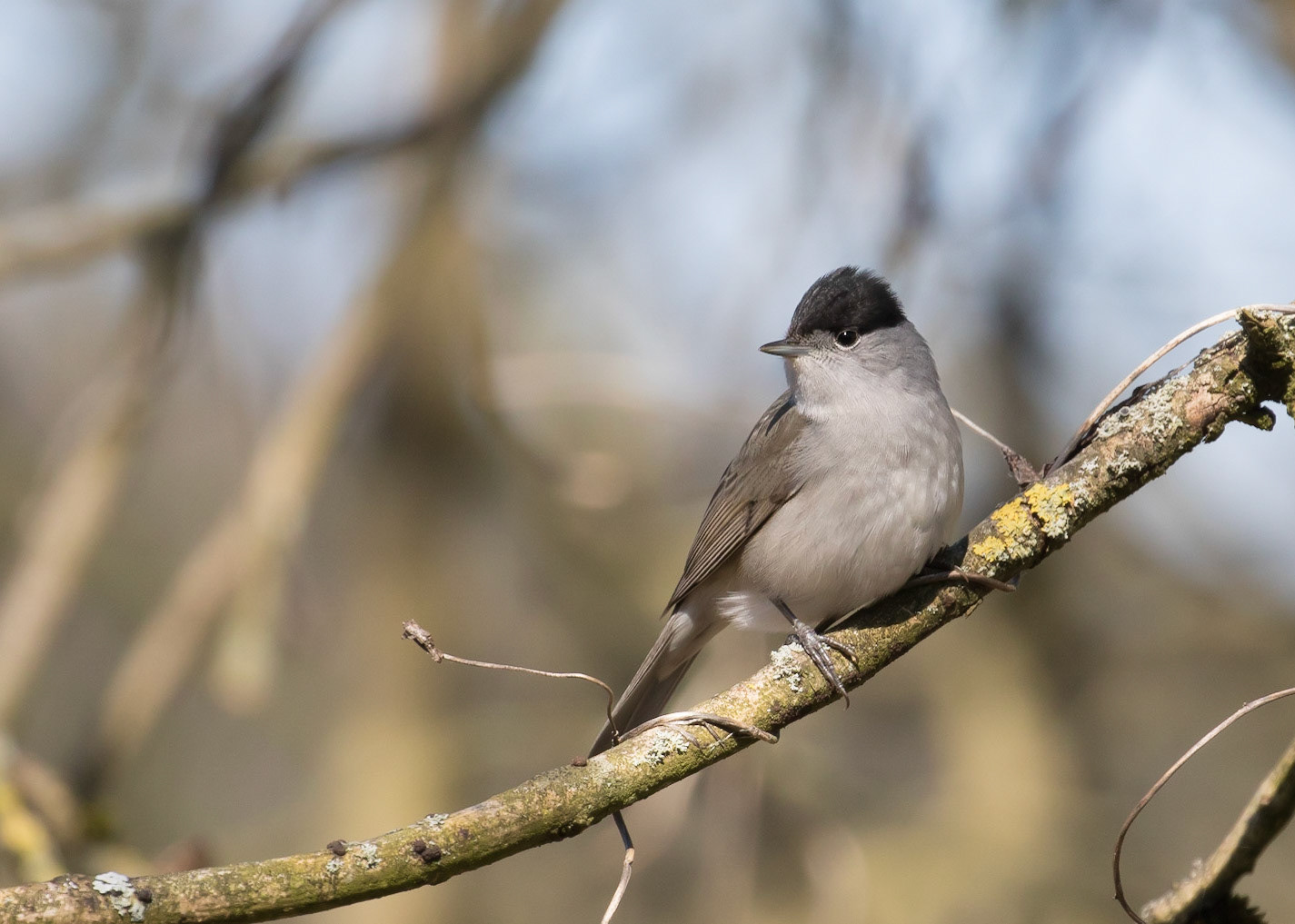 Blackcap