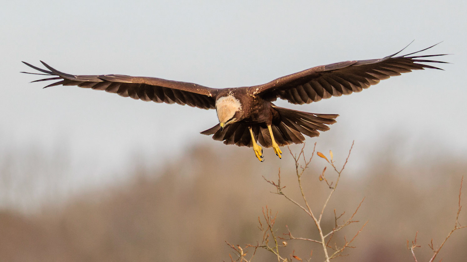 Marsh Harrier