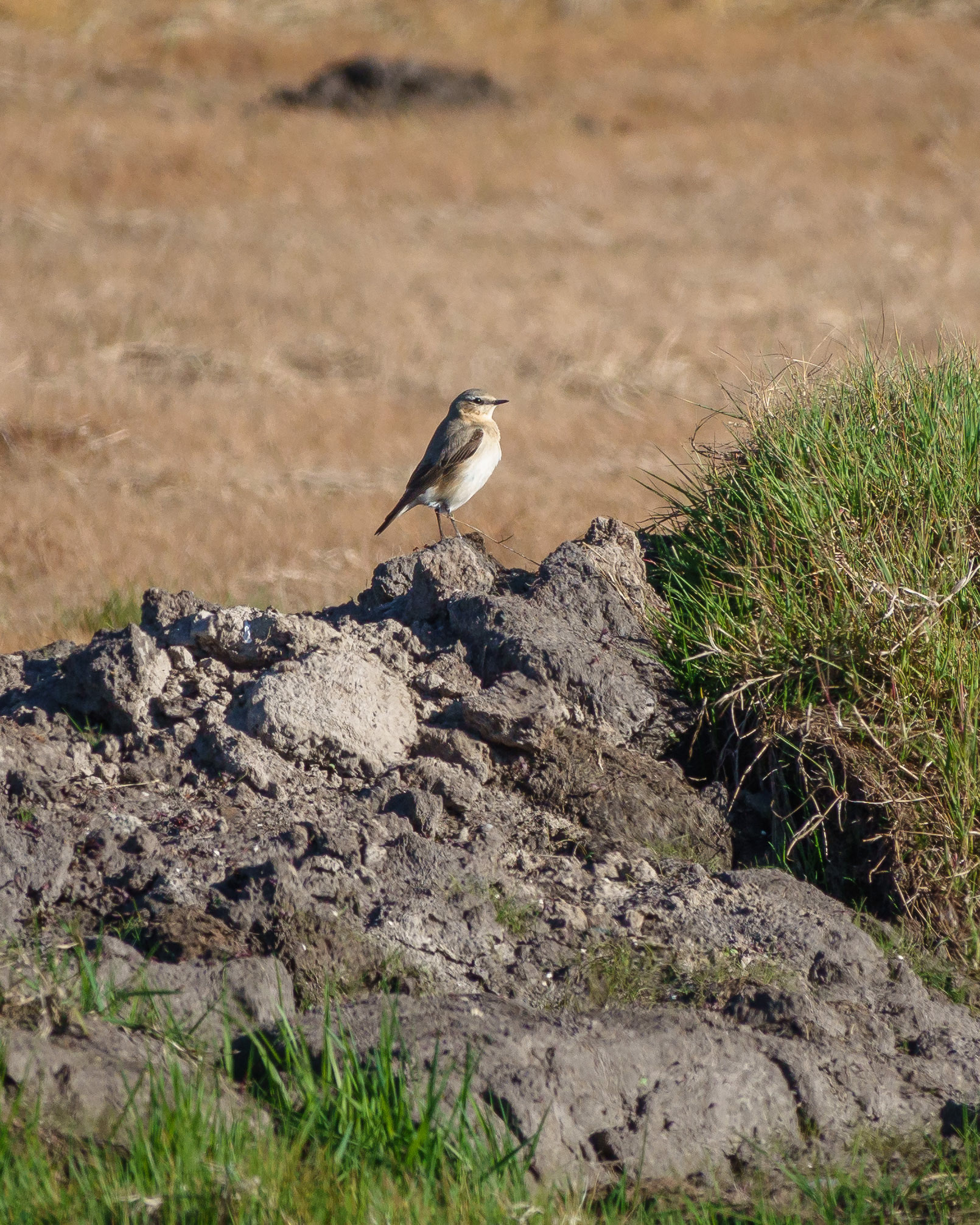 Wheatear