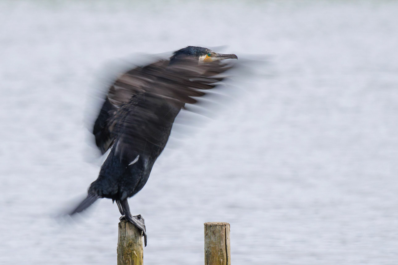 Cormorant