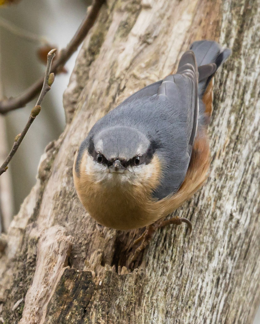 Nuthatch