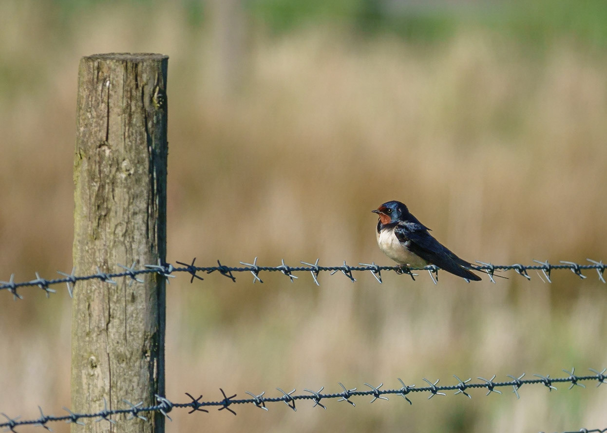 Swallow