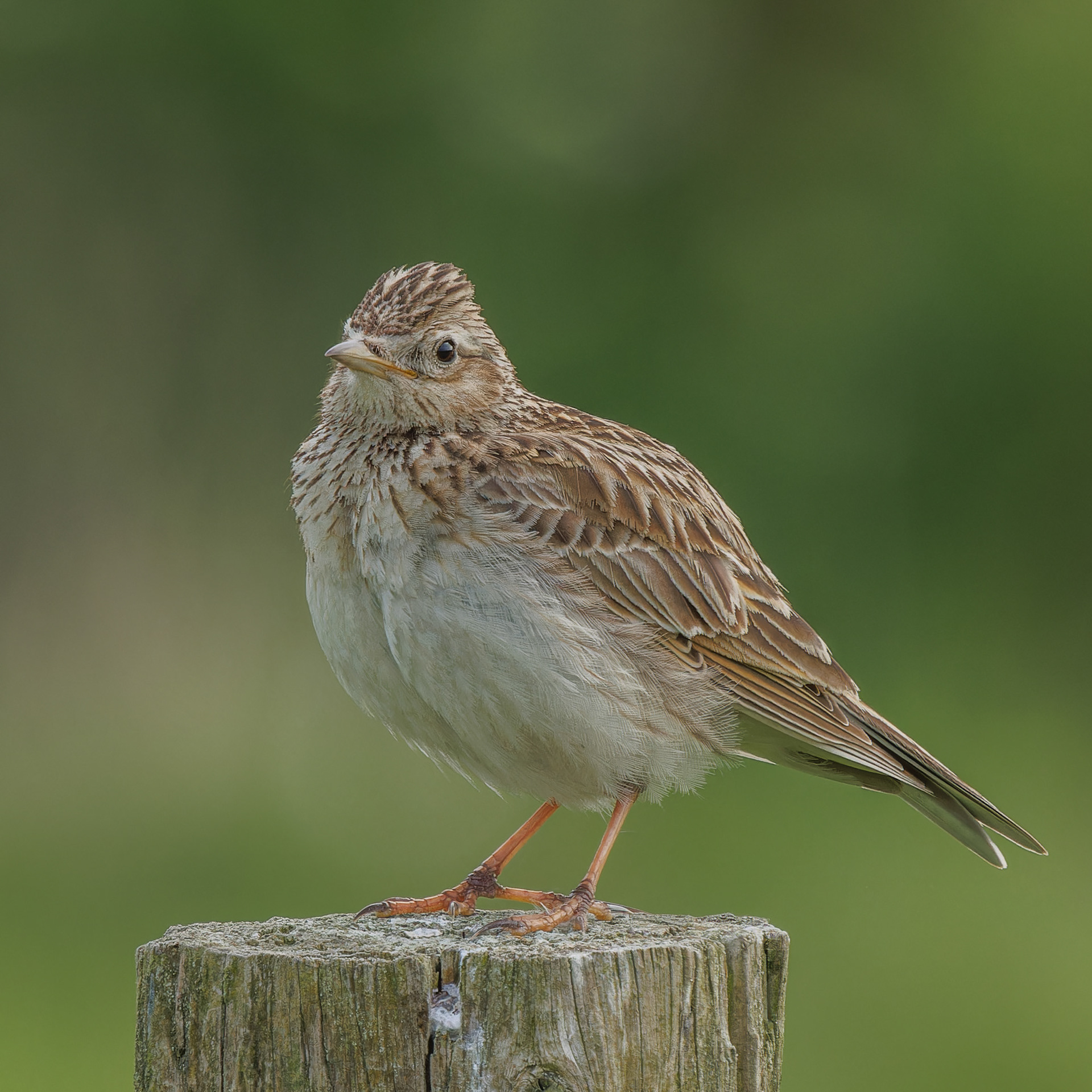 Skylark