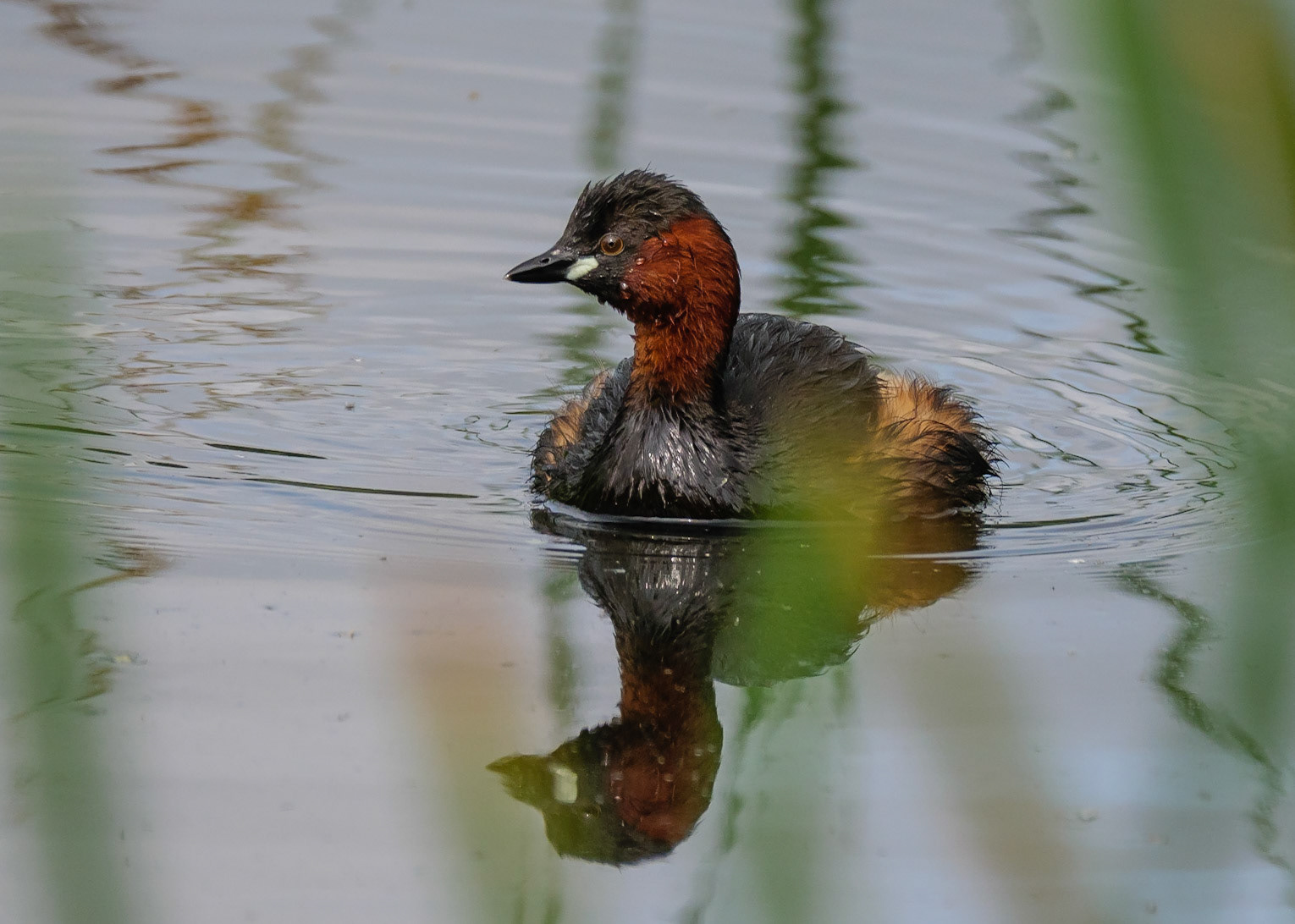 Little Grebe