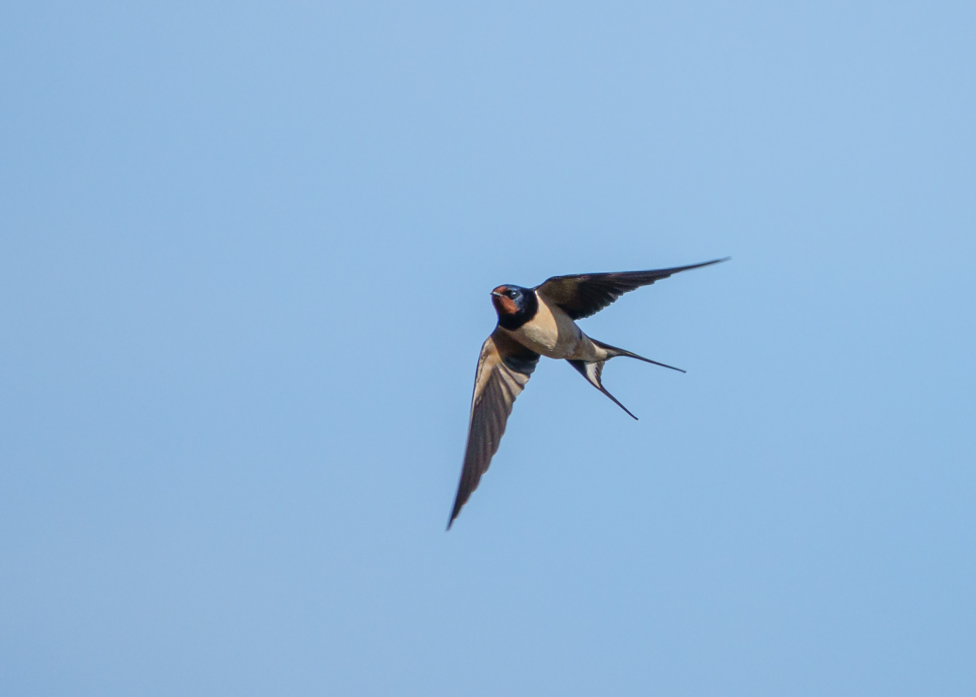 Swallow