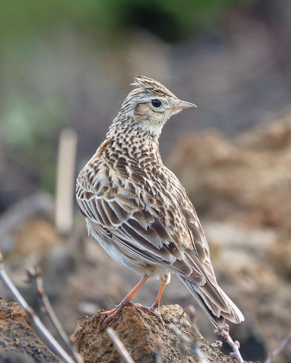 Skylark