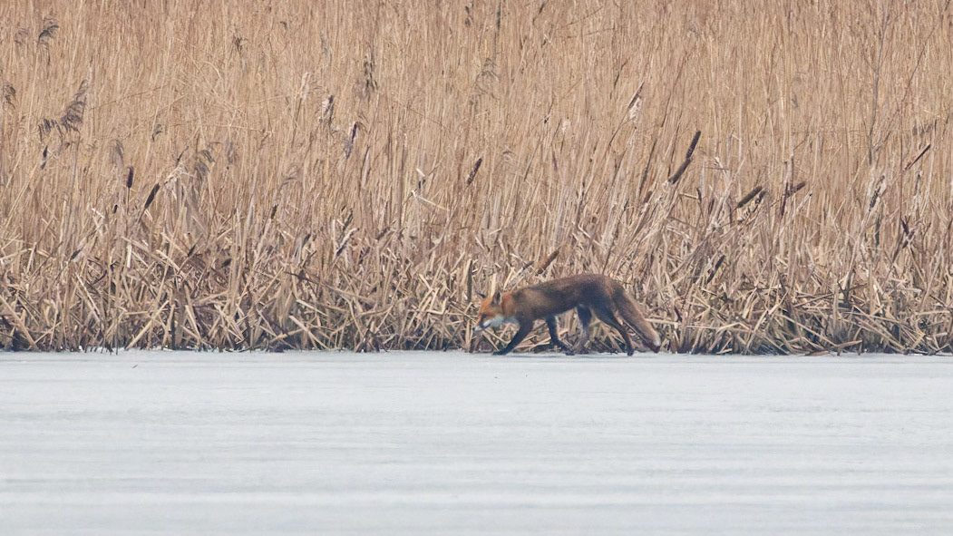 Fox
