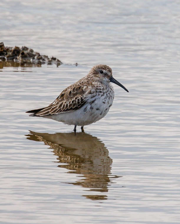 Dunlin