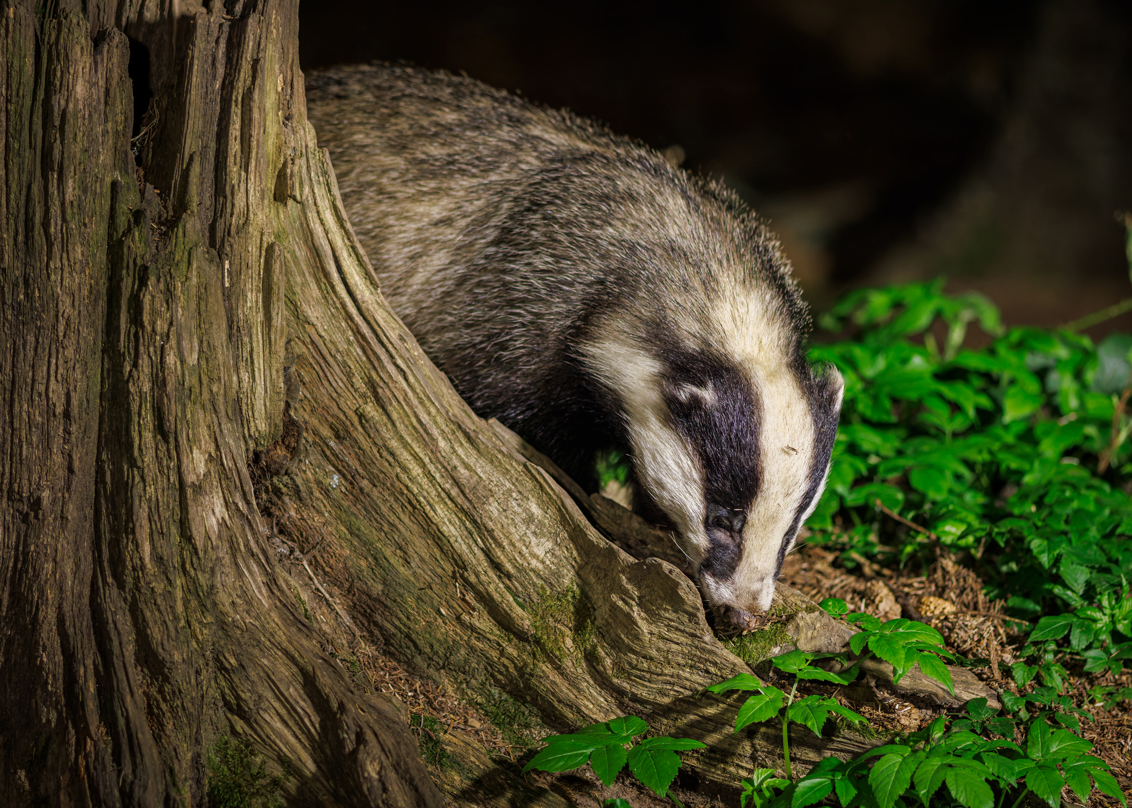 Badger