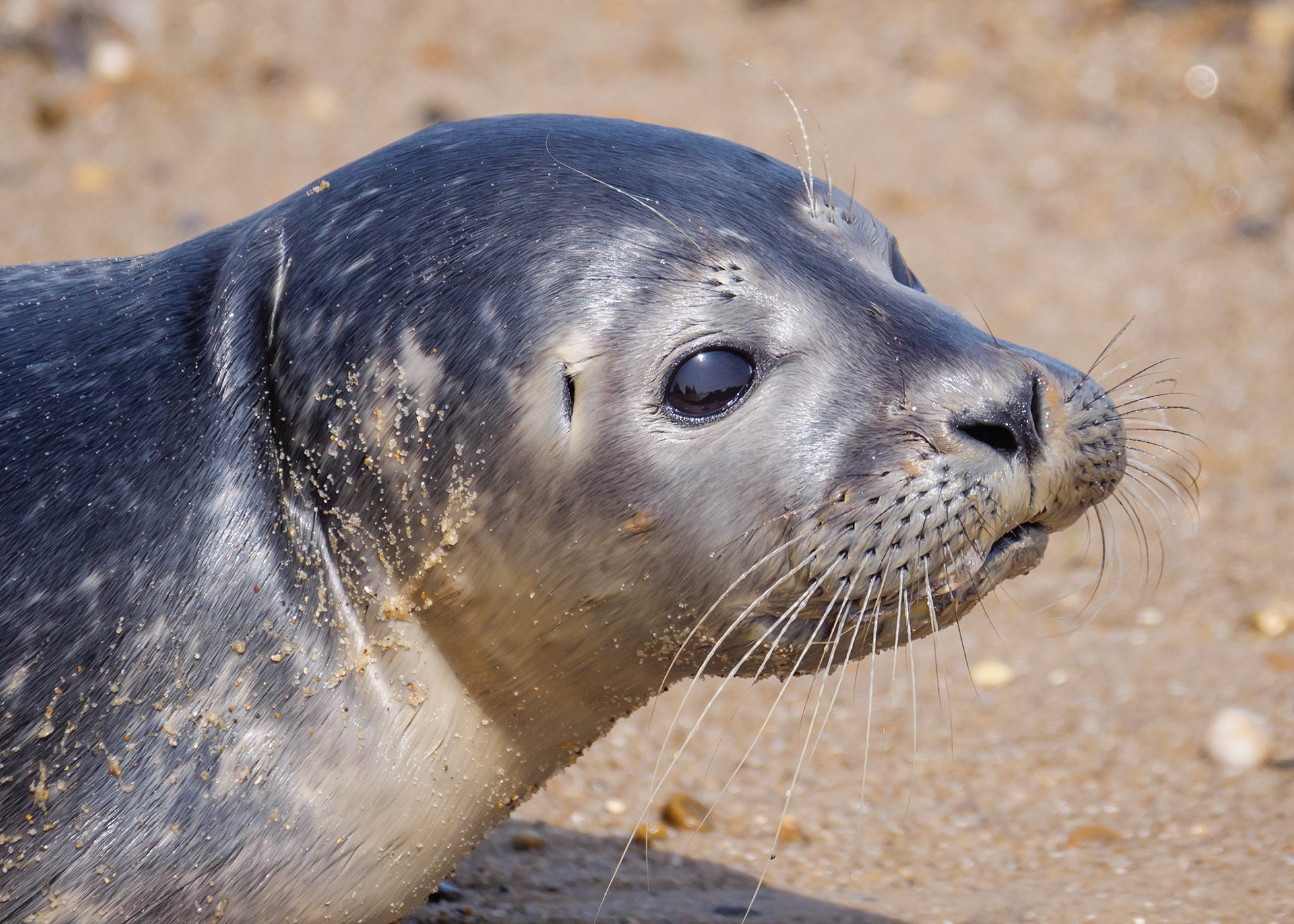 Grey Seal