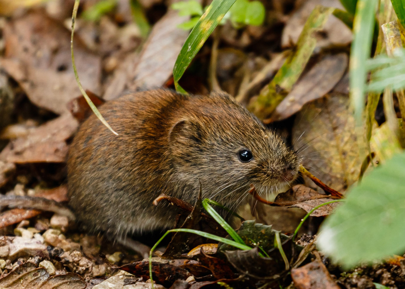 Field Vole