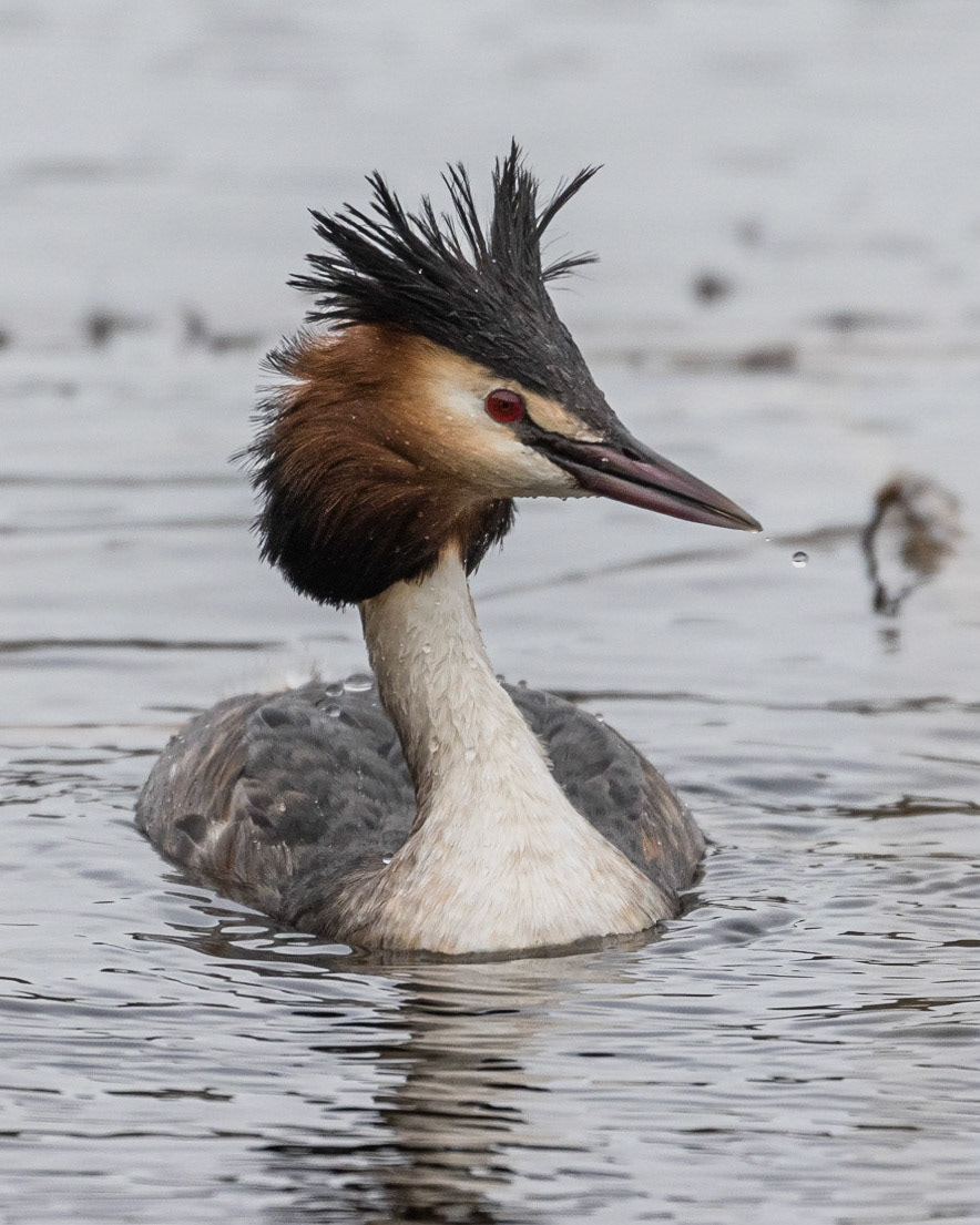 Great Crested Grebe