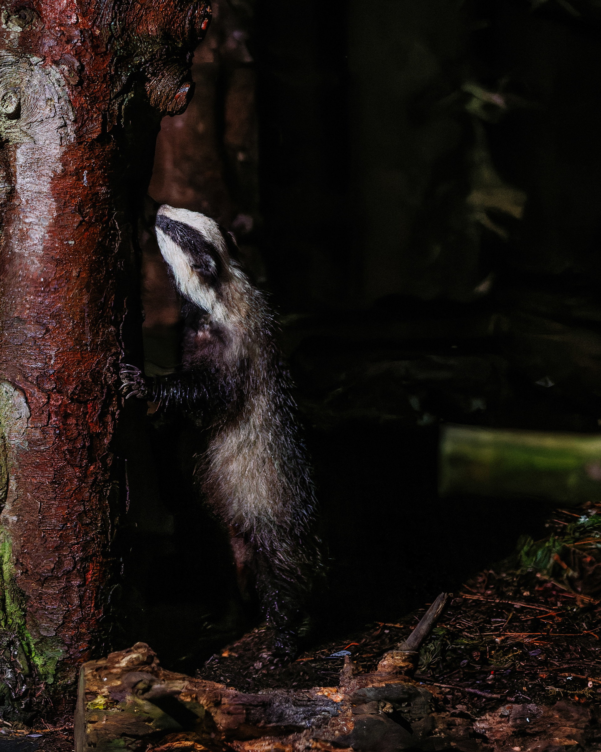 Badger