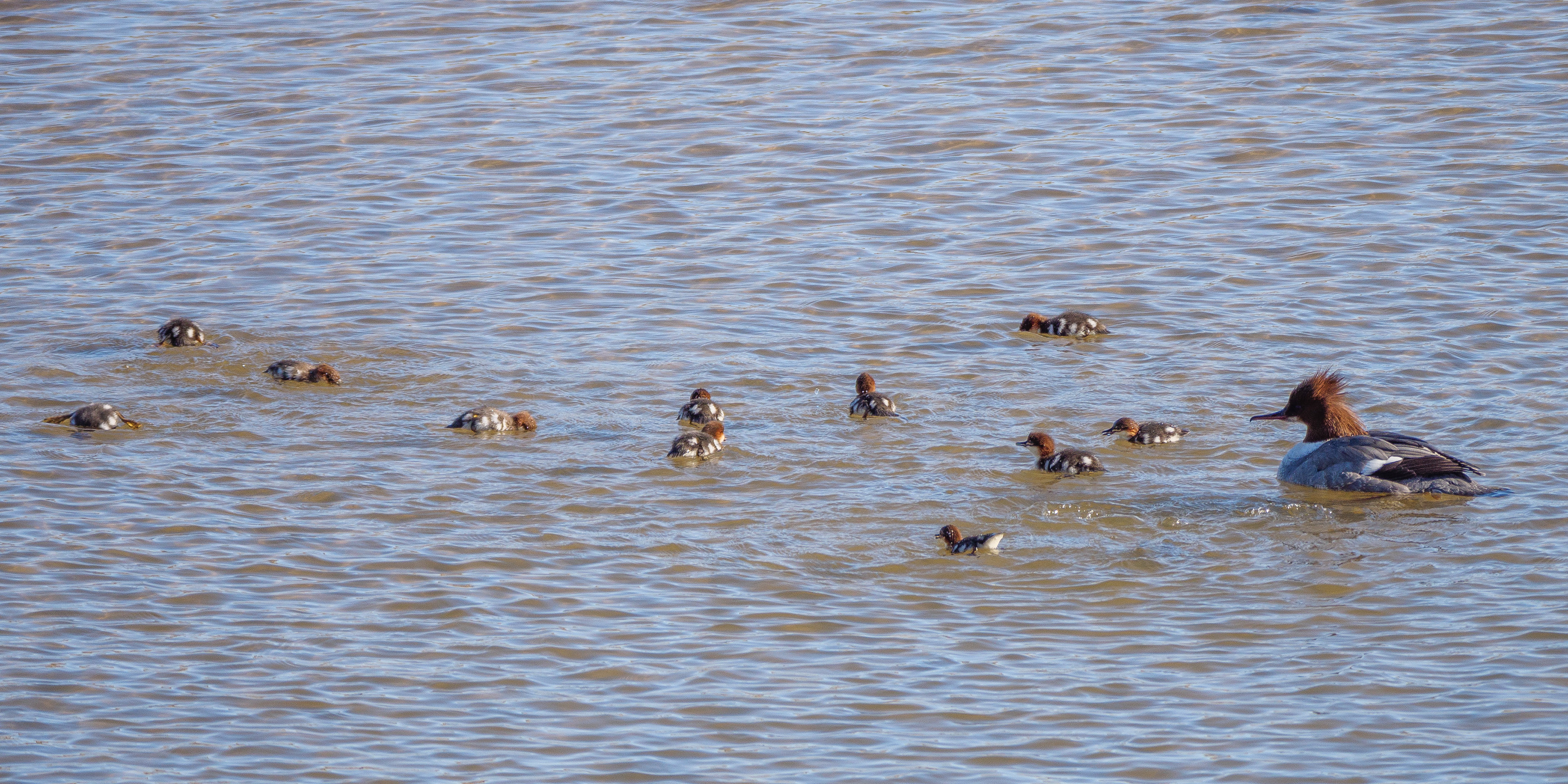 Goosander