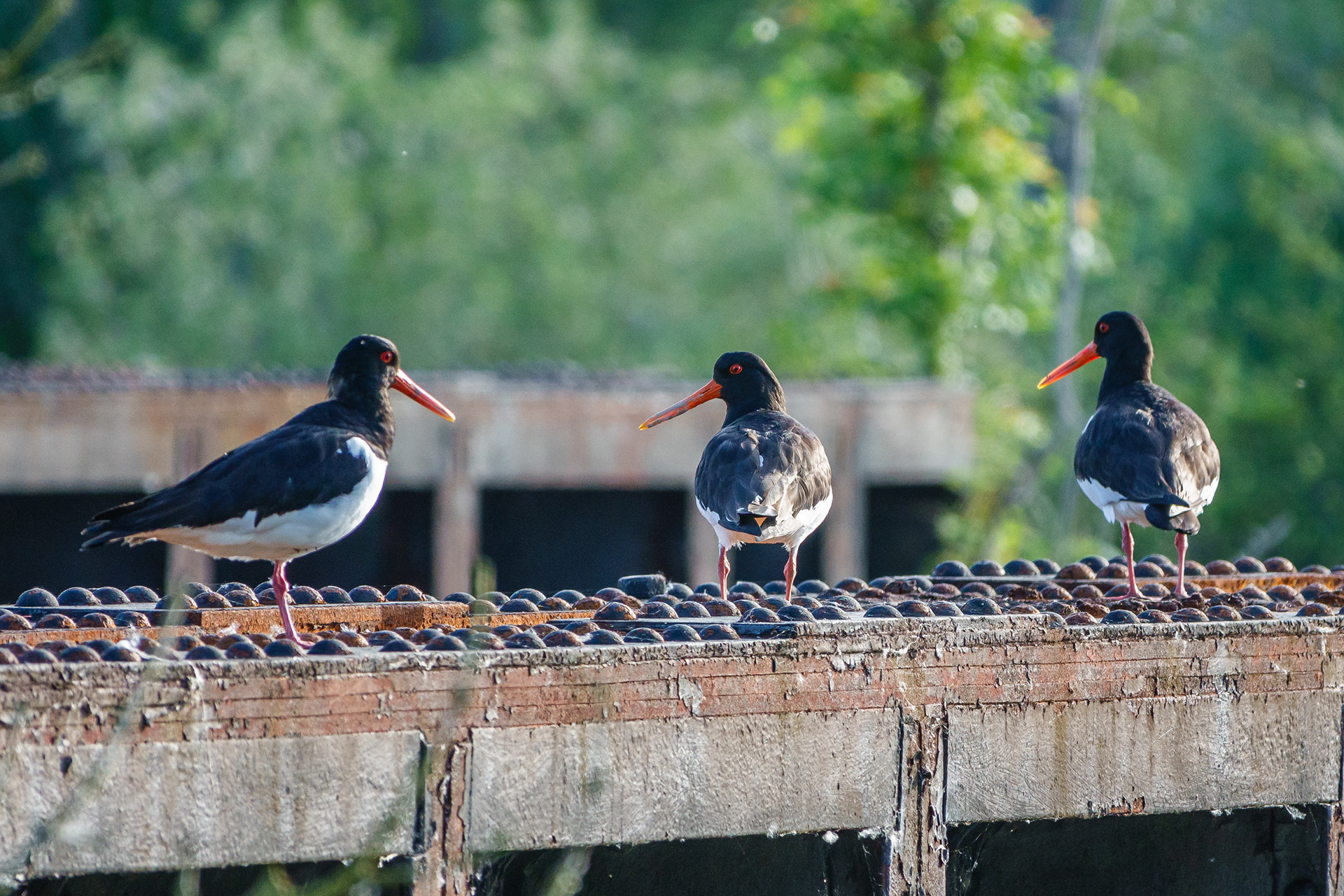 Oystercatcher
