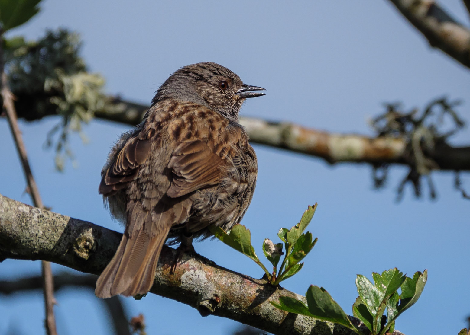 Dunnock