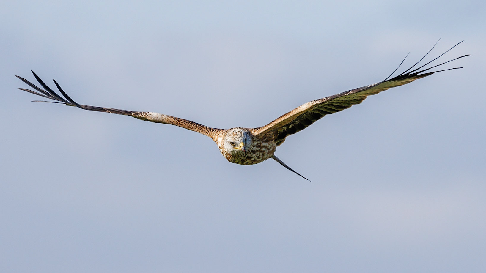 Red Kite