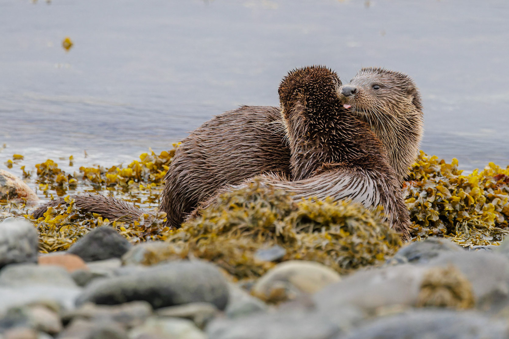Otters