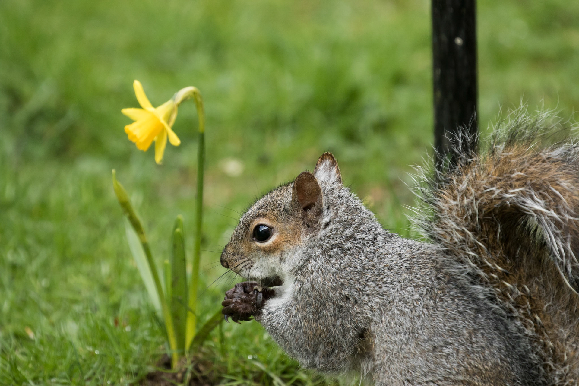 Grey Squirrel