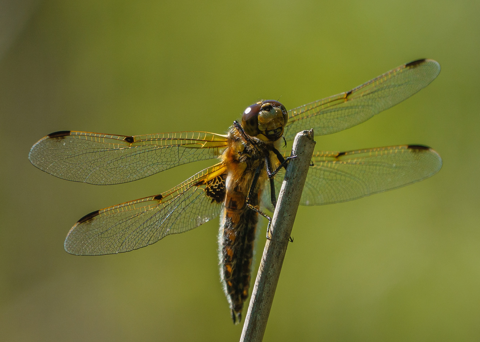 Four-spotted Chaser