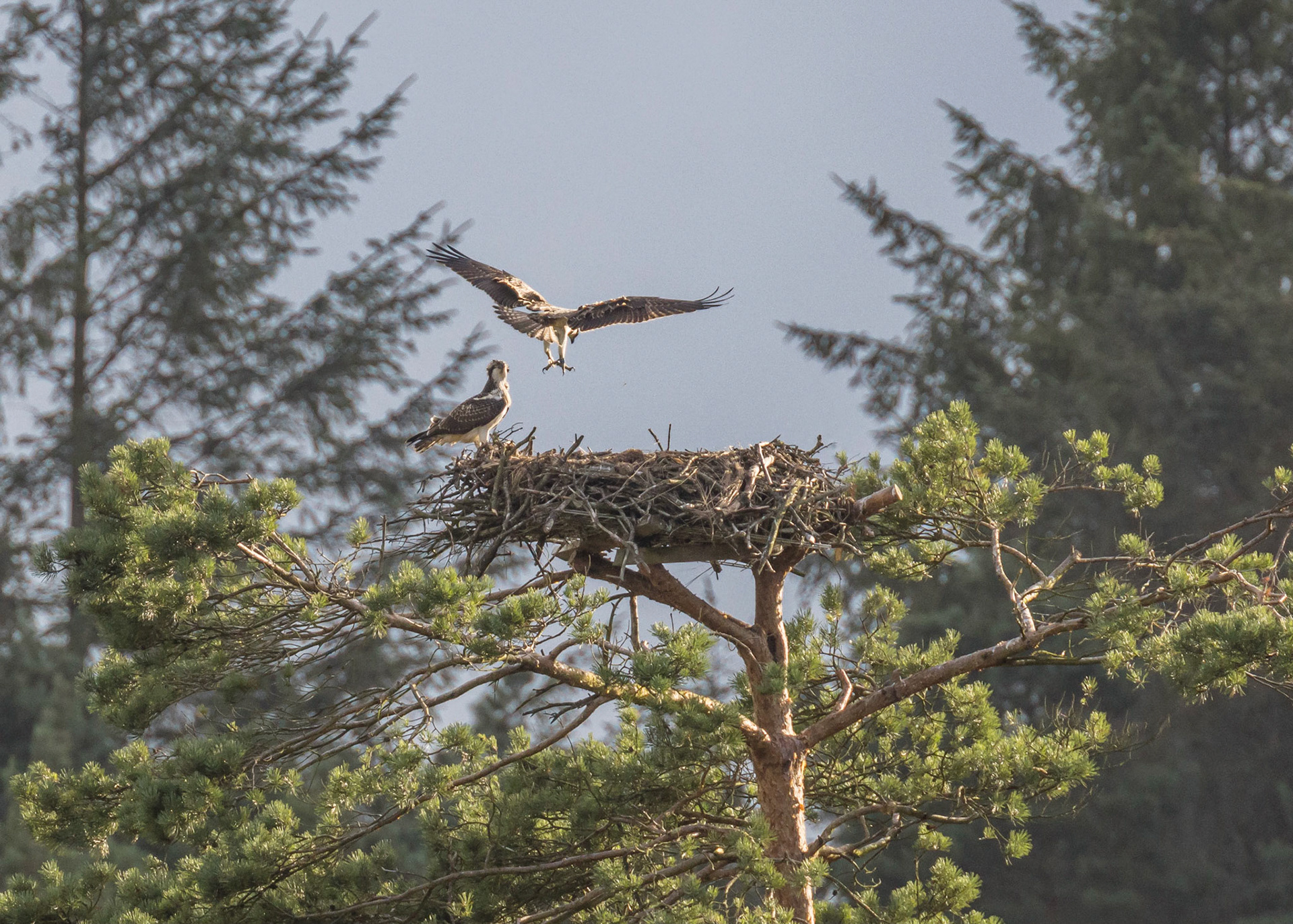 Ospreys