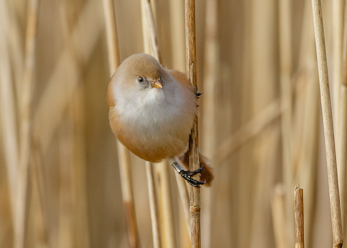 Bearded Tit