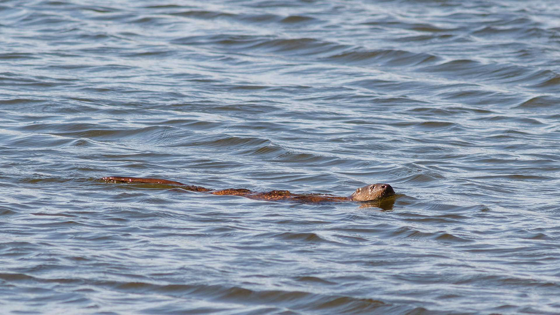 Druridge Pools - Northumberland